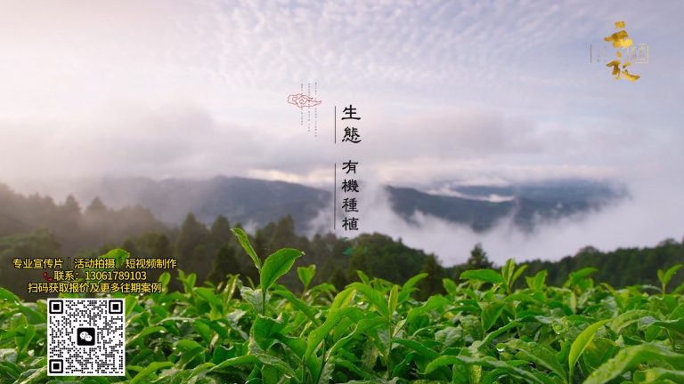 云放茶园第三部.mp4 20260909 153407.768